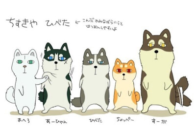 猫猫狗狗，傻傻分不清楚
