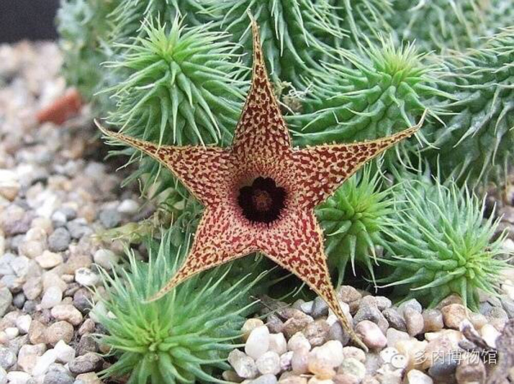 Huernia pillansii 阿修罗