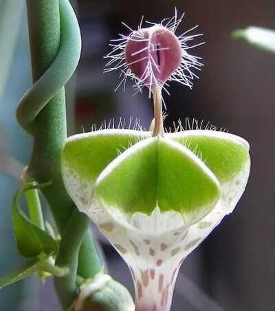 萝藦科吊灯花属 天邪鬼 Ceropegia haygarthii var.distincta