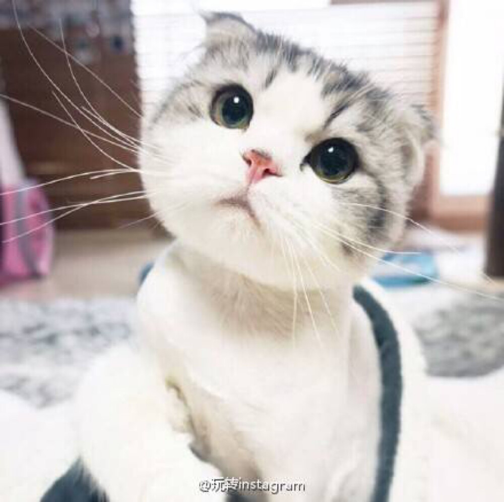 可爱喵星人 萌宠 猫咪