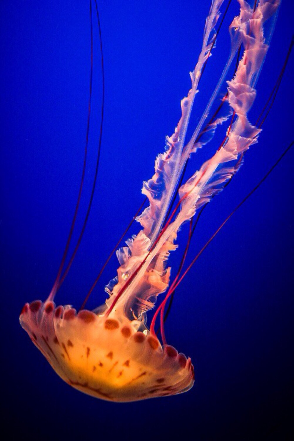 海洋生物