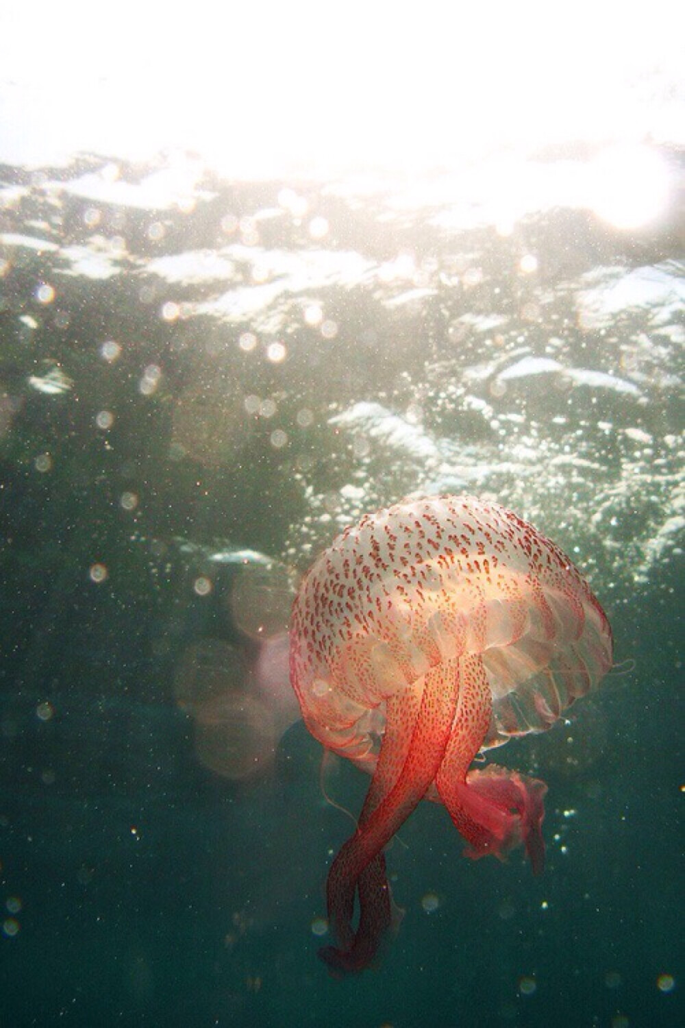 海洋生物