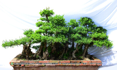 湖北对节白蜡盆景