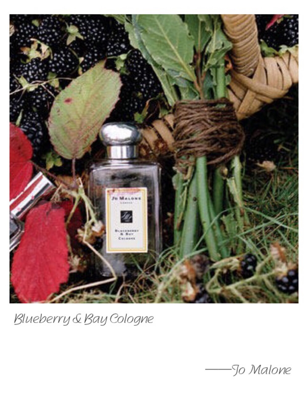 Jo Malone F Blackberry &amp;amp; Bay Cologne Top Note: Blackberry Heart Note: Bay Leaves Base Note: Cedar wood Childhood memories of blackberry picking...A burst of deep, tart blackberry juice, blending with the freshness of just-gathered bay and brambly woods. Vibrant and verdant.