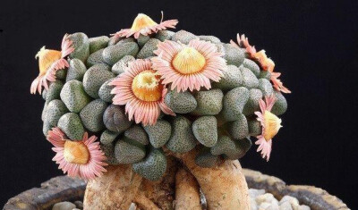 唐扇 Aloinopsis Schooneesii 番杏科菱鲛属