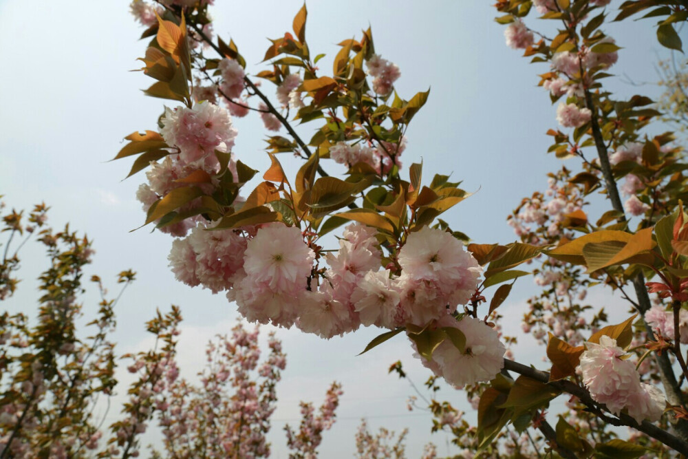 奇遇记——樱花