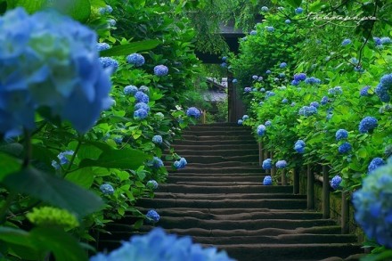 何年植向仙壇上，早晚移栽到梵家。雖在人間人不識(shí)，與君名作紫陽(yáng)花。據(jù)說(shuō)在杭州靈隱寺“巖頂崖根後產(chǎn)奇花，氣香而色紫，芳麗可愛，人無(wú)有知其名者。招賢寺僧取而植之?？な匕讟诽煊葠圪p，因名曰紫陽(yáng)花?！痹O(shè)計(jì)目錄微雜志正推送《紫陽(yáng)花》。