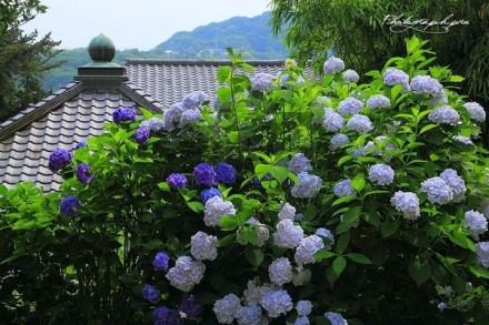 何年植向仙壇上，早晚移栽到梵家。雖在人間人不識(shí)，與君名作紫陽(yáng)花。據(jù)說(shuō)在杭州靈隱寺“巖頂崖根後產(chǎn)奇花，氣香而色紫，芳麗可愛，人無(wú)有知其名者。招賢寺僧取而植之?？な匕讟诽煊葠圪p，因名曰紫陽(yáng)花?！痹O(shè)計(jì)目錄微雜志正推送《紫陽(yáng)花》。