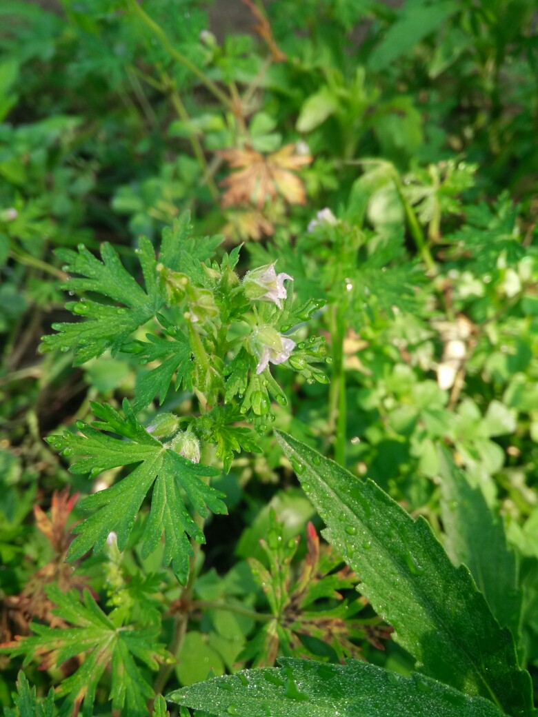 野草，清晨