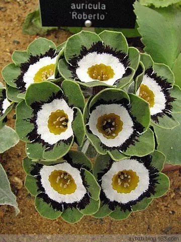 西洋樱草 Primula auricula：又名欧洲报春花。樱草属、是报春花科底下的一个属，许多为观赏花卉。在德语又称钥匙花（Schlüsselblumen），源自德国传说故事，其中描述到小女孩用樱草插入钥匙孔打开城堡大门