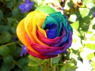英国国花---玫瑰 玫瑰（学名：Rosa rugosa）是蔷薇科蔷薇属植物，在日常生活中是蔷薇属一系列花大艳丽的栽培品种的统称。玫瑰果实可食，无糖，富含维他命C，常用于香草茶、果酱、果冻、果汁和面包等，亦有瑞典汤（Ny…