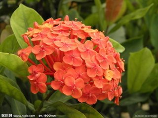 缅甸－－龙船花 龙船花(Ixora chinensis Lam.)又名英丹、仙丹花、百日红，为茜草科、龙船花属植物。植株低矮，花叶秀美，花色丰富，有红、橙、黄、白、双色等。株形美观，开花密集，花色丰富，是重要的盆栽木本花卉…