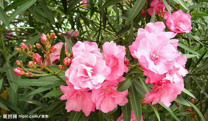 阿尔及利亚－－夹竹桃 夹竹桃（Nerium oleander），又名洋夹竹桃或欧洲夹竹桃，是一种夹竹桃科的常绿灌木或小乔木，具观赏价值的中草药。因为茎部像竹，花朵像桃，因而为名。它是夹竹桃属中唯一的品种。北非古城沃吕比利斯就是以洋夹竹桃的旧拉丁文名而取名的。夹竹桃出产自摩洛哥及葡萄牙以东至地中海地区及亚洲南部至中国的云南。