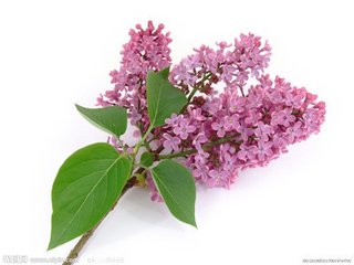 坦桑尼亚-- －丁香花 丁香属（学名：Syringa Linn.）：又称紫丁香属，该属植物是落叶灌木或小乔木；大部供观赏用，有些种类的花可提制芳香油，亦为蜜源植物，木材供建筑和家具用。共35种，不包括自然杂交种，主要分布于中国、朝鲜、喜马拉雅地区、欧洲东南部、日本、阿富汗。中国拥有丁香属81%的野生种类，是丁香属植物的现代分布中心。该属中有不少种类的花是提取香精，配制高级香料的原料；又枝叶繁茂、花色淡雅而清香，故庭园广为栽培供观赏，为庭园中之珍品。欧美对该属进行杂交育种已有近百年的历史，先后曾选育出数百个栽培品种。中国北京植物园也开展了此项研究，已培育成紫云Syringe oblate cv.