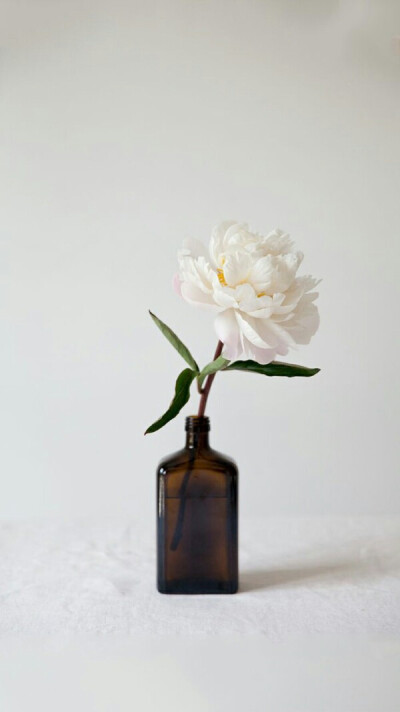 请送我一支这样的花，一支就好