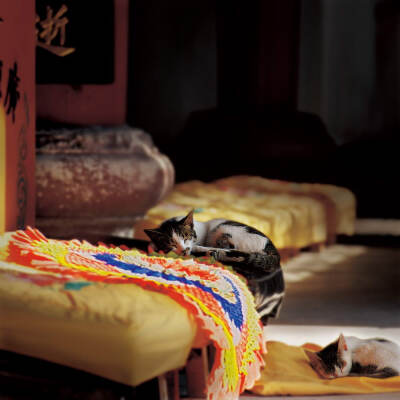张望为了能够拍出最真实的佛寺生活,他长住在佛寺九年之久.我想正因为如此,他才能拍出真正的佛寺韵味来