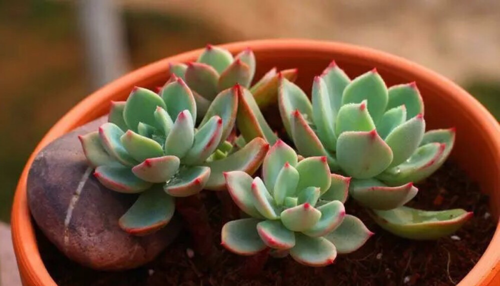 七福神Echeveria secunda