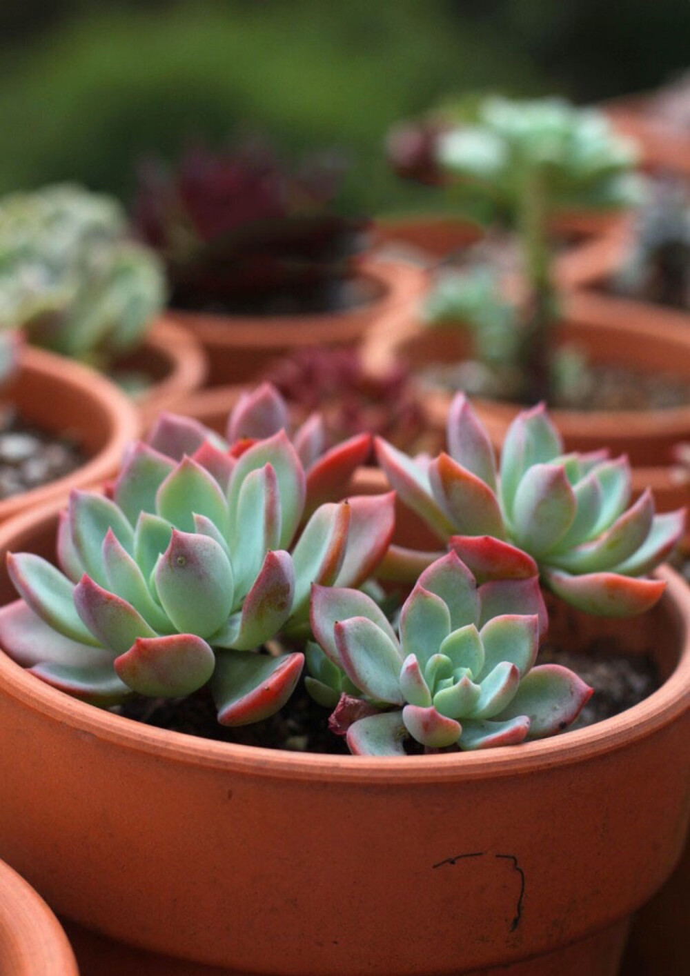 七福神Echeveria secunda