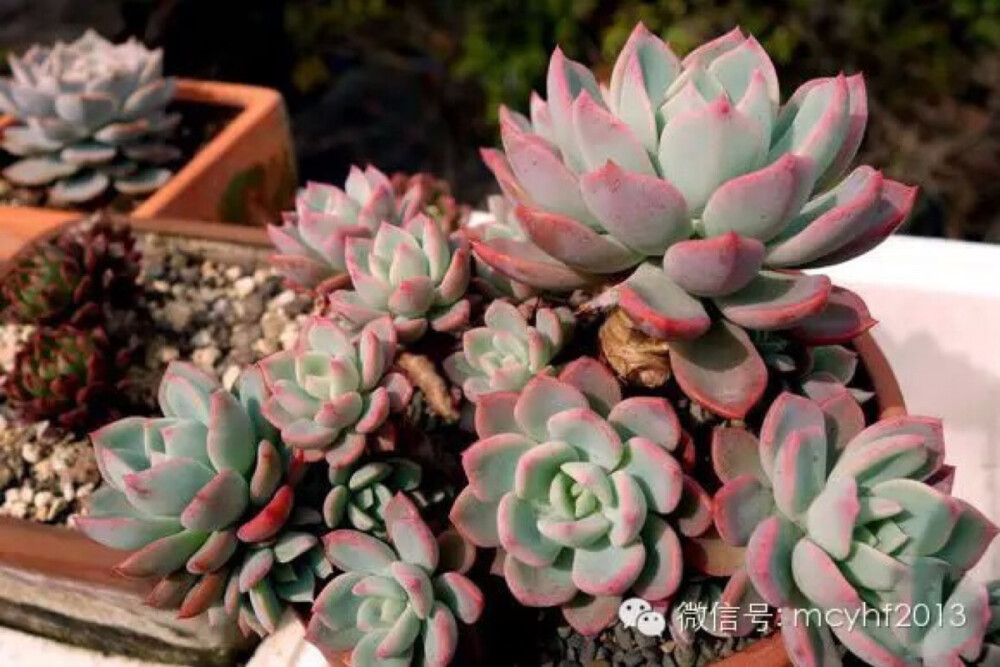 七福神Echeveria secunda