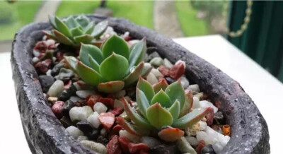 七福神Echeveria secunda