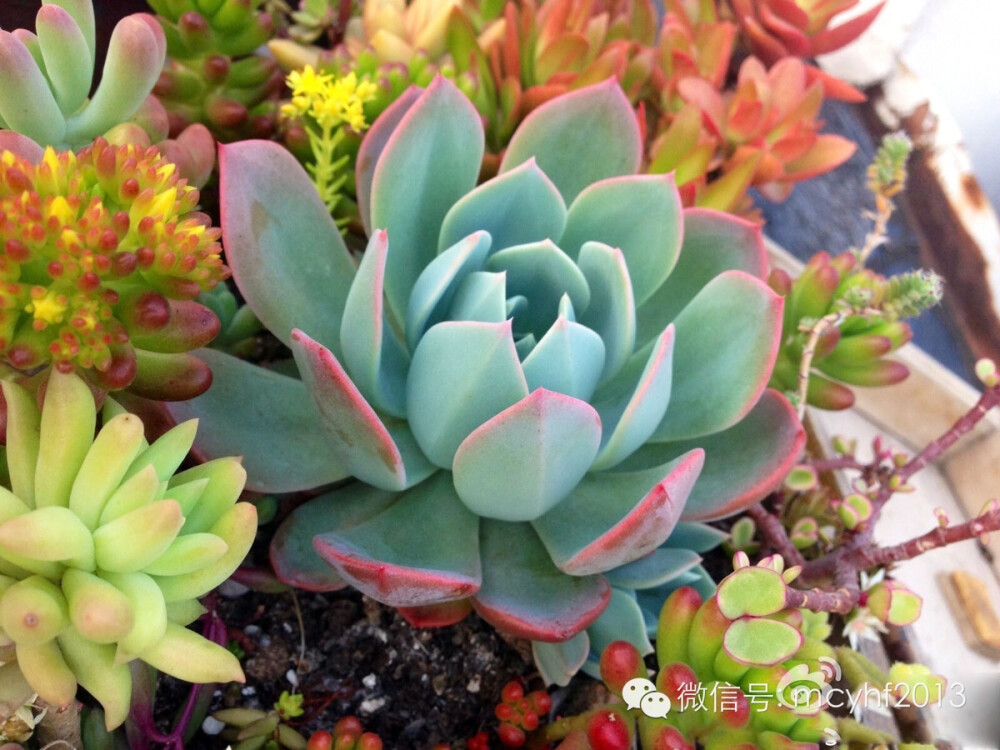 七福神Echeveria secunda