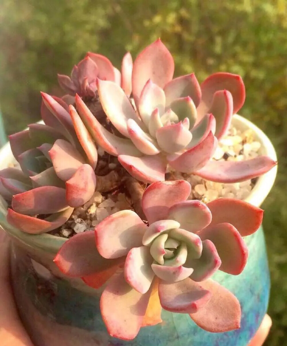 七福神Echeveria secunda