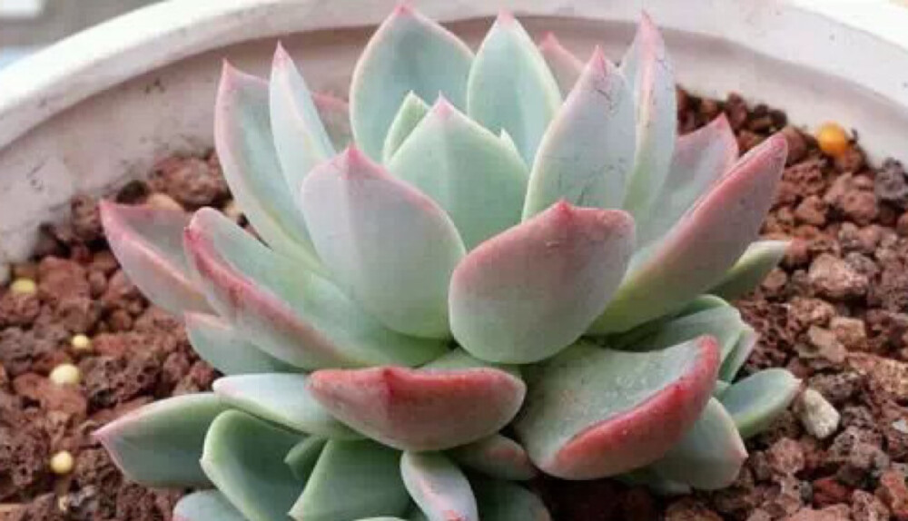 七福神Echeveria secunda