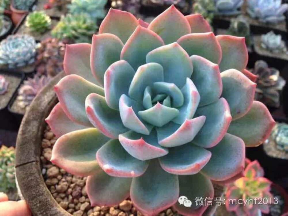 七福神Echeveria secunda