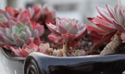 七福神Echeveria secunda