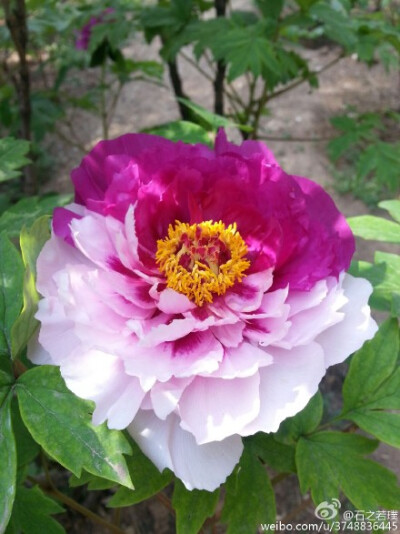 【石之若璞-花事-春日觅花影】中文学名：牡丹~拉丁学名：Paeonia suffruticosa Andrews~别称：鼠姑、鹿韭、白茸、木芍药、百雨金、洛阳花、富贵花~英文名称：﻿Peony~毛茛科-芍药亚科-芍药属~