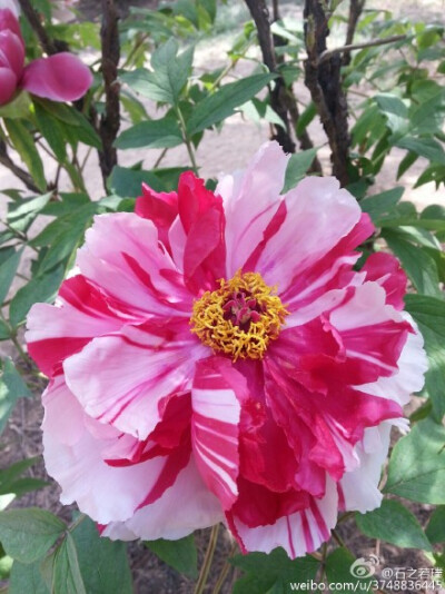 【石之若璞-花事-春日觅花影】中文学名：牡丹~拉丁学名：Paeonia suffruticosa Andrews~别称：鼠姑、鹿韭、白茸、木芍药、百雨金、洛阳花、富贵花~英文名称：﻿Peony~毛茛科-芍药亚科-芍药属~