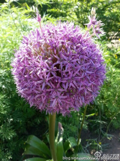 【石之若璞-花事-春日觅花影】大花葱~学名：Allium giganteum~英名：Giant Onion~别名：吉安花、巨葱、高葱、硕葱~百合科-葱属~原产：亚洲中部和喜马拉雅地区~