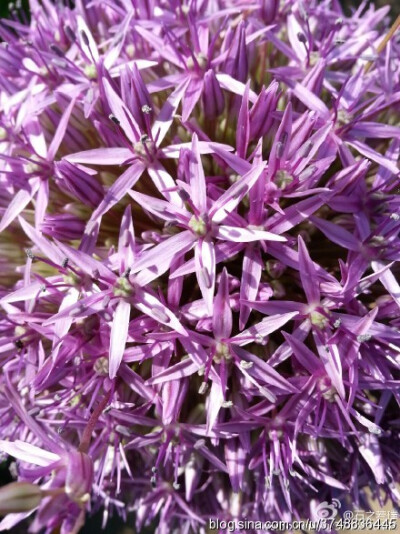 【石之若璞-花事-初夏觅花影】大花葱~学名：Allium giganteum~英名：Giant Onion~别名：吉安花、巨葱、高葱、硕葱~百合科-葱属~原产：亚洲中部和喜马拉雅地区~