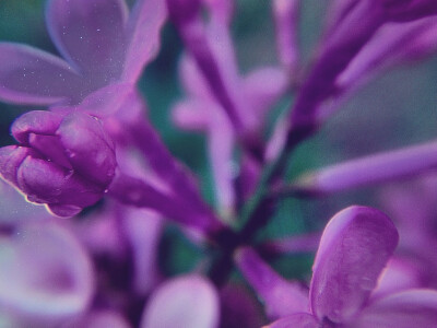 雨中的丁香花