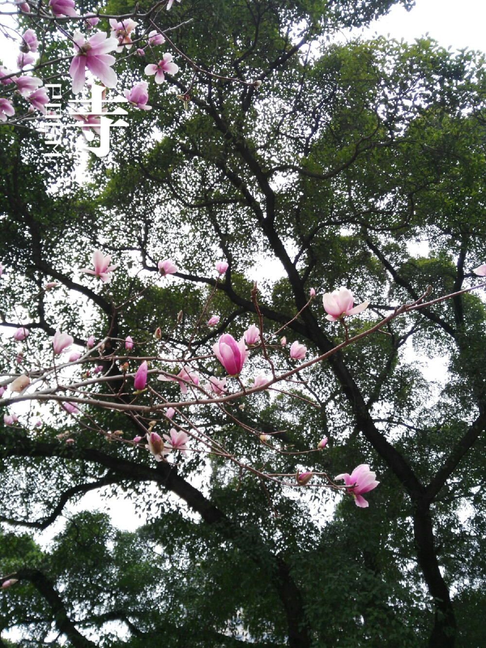 春风拂面，玉兰花开……