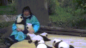 熊猫宝宝把饲养员当成了妈妈，一直赖在饲养员身边。。。你们动物园缺饲养员不？