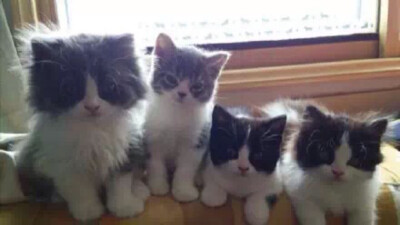 喵6plus,喵5s,喵5,喵6~