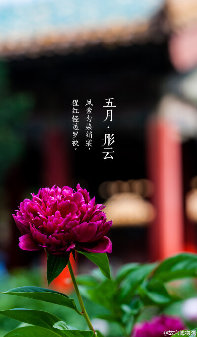 紫禁城【五月•彤云•芍药】芍药继承春宠，盛开在春夏之交，似天边绯红，秀逸自然。如果你有“醉对数丛红芍药，渴尝一碗绿昌明”的雅趣，就无需计较它与牡丹谁更艳冠群芳。虽别名“将离”，却为我们带来了万物繁茂的…