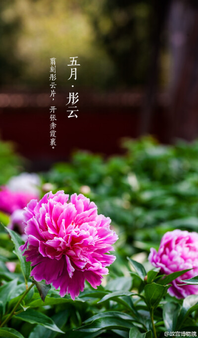 紫禁城【五月•彤云•芍药】芍药继承春宠，盛开在春夏之交，似天边绯红，秀逸自然。如果你有“醉对数丛红芍药，渴尝一碗绿昌明”的雅趣，就无需计较它与牡丹谁更艳冠群芳。虽别名“将离”，却为我们带来了万物繁茂的…