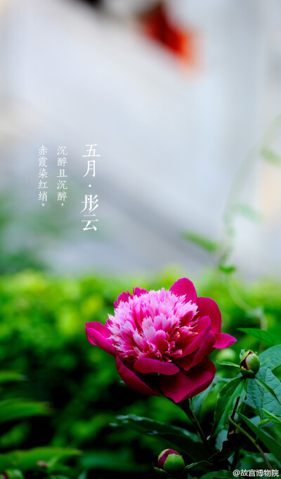 紫禁城【五月•彤云•芍药】芍药继承春宠，盛开在春夏之交，似天边绯红，秀逸自然。如果你有“醉对数丛红芍药，渴尝一碗绿昌明”的雅趣，就无需计较它与牡丹谁更艳冠群芳。虽别名“将离”，却为我们带来了万物繁茂的…
