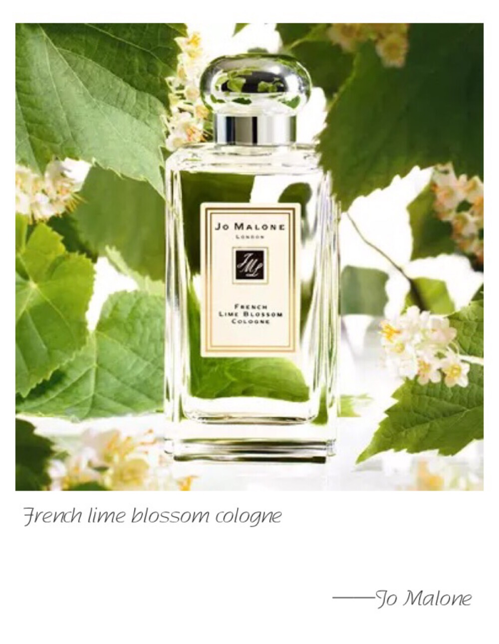 Jo Malone FLL French Lime Blossom Cologne Top-Linden Blossom, Heart-Tarragon, Base-Carnation. Early summer in Paris. Linden flowers are enlivened with bergamot and herbaceous tarragon. The scent of sweet lime blossoms is mixed with bergamot and tarragon in this romantic, full-bodied floral.