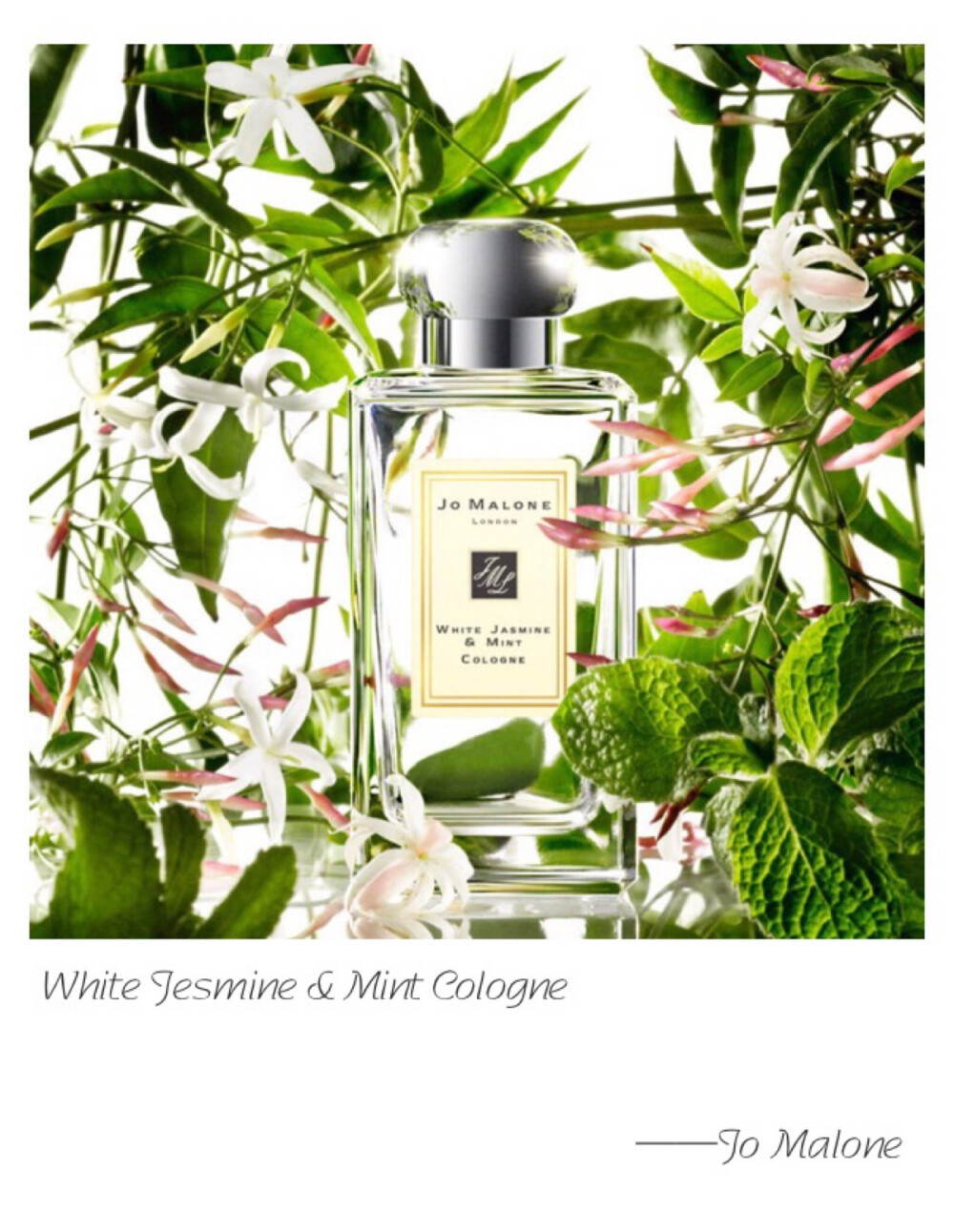 Jo Malone FLL White Jesmine &amp;amp; Mint Cologne Top-Mint Leaf Heart-Heirloom Jasmine Base-Maté Leaf A sun-drenched morning in an English country garden. Just-crushed wild mint adds a dash of eccentricity to an exuberant bouquet of jasmine, lily, orange flower and rose. Enchanting