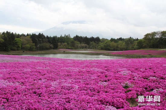 4月18日至5月31日，日本富士山脚下的富士本栖度假地内举行一年一度的芝樱节，龙神池周围，形成一片巨大的彩色绒毯，吸引了众多游客。 富士芝樱节始于2008年，由富士急集团主办，今年已是第八届。当地的芝樱有6个品种，约80万株，是首都圈（东京及周围六个县）面积最大的芝樱。在举办芝樱节期间，游客还能品尝富士山周边的乌冬面、荞麦面等各种美食。 芝樱学名“针叶天蓝绣球”（Phlox subulata），也称“丛生福禄考”，是多年生草本植物，原产北美洲，高约10至15厘米，非常耐寒和耐寒。