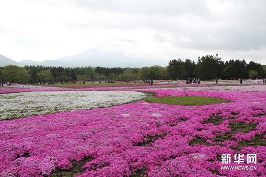 4月18日至5月31日，日本富士山脚下的富士本栖度假地内举行一年一度的芝樱节，龙神池周围，形成一片巨大的彩色绒毯，吸引了众多游客。 富士芝樱节始于2008年，由富士急集团主办，今年已是第八届。当地的芝樱有6个品种，约80万株，是首都圈（东京及周围六个县）面积最大的芝樱。在举办芝樱节期间，游客还能品尝富士山周边的乌冬面、荞麦面等各种美食。 芝樱学名“针叶天蓝绣球”（Phlox subulata），也称“丛生福禄考”，是多年生草本植物，原产北美洲，高约10至15厘米，非常耐寒和耐寒。