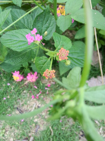 摔破碗花 凵。凵