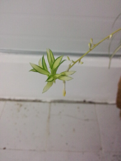 吊兰花开凵。凵