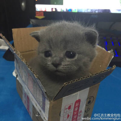 “您的快递!” “你怎么知道我是猫奴～”