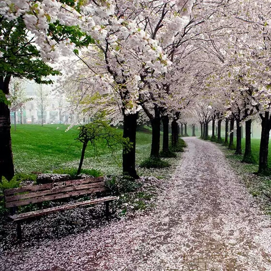 樱花隧道