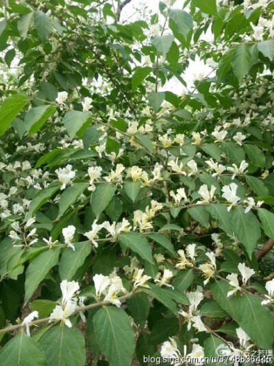 【石之若璞-花事-春末觅花影】金银木一般指金银忍冬 中文学名：金银忍冬 拉丁学名：Lonicera maackii (Rupr.) Maxim. 别 称：金银木、胯杷果 英文名称：Amur honeysuckle 忍冬科-忍冬属~