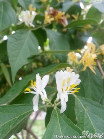 【石之若璞-花事-春末觅花影】金银木一般指金银忍冬 中文学名：金银忍冬 拉丁学名：Lonicera maackii (Rupr.) Maxim. 别 称：金银木、胯杷果 英文名称：Amur honeysuckle 忍冬科-忍冬属~